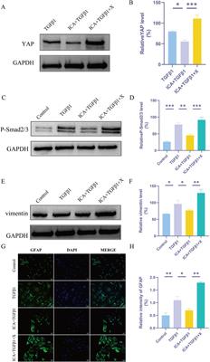 Icariin promotes functional recovery in rats after spinal cord injury by inhibiting YAP and regulating PPM1B ubiquitination to inhibiting the activation of reactive astrocytes